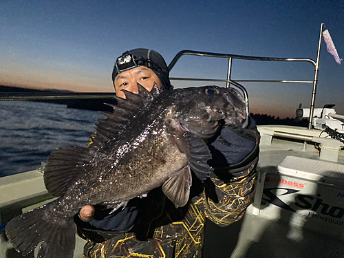 クロソイの釣果