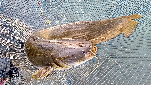 ナマズの釣果