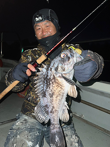 クロソイの釣果