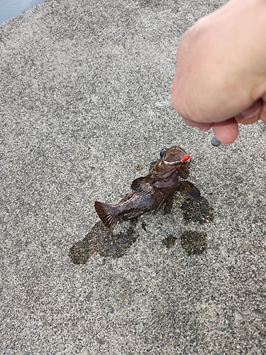 オウゴンムラソイの釣果