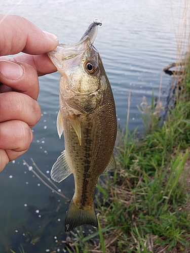 ラージマウスバスの釣果