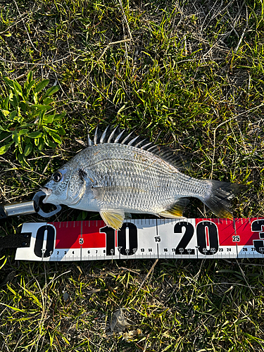 キビレの釣果