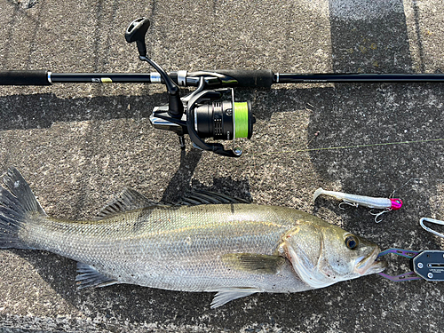 シーバスの釣果