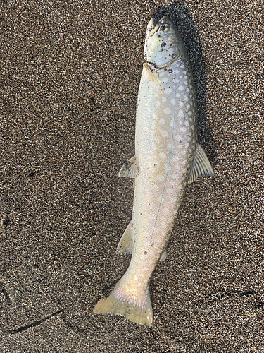 アメマスの釣果