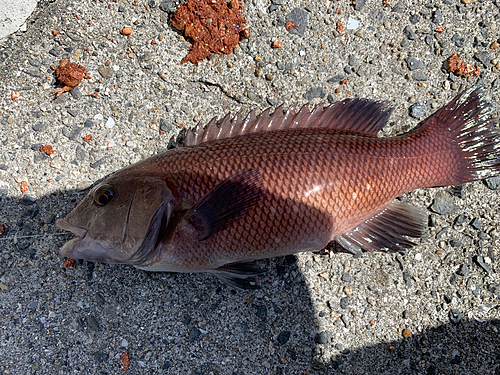 コブダイの釣果