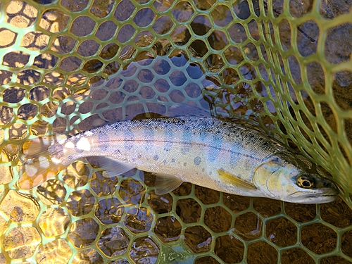 ヤマメの釣果