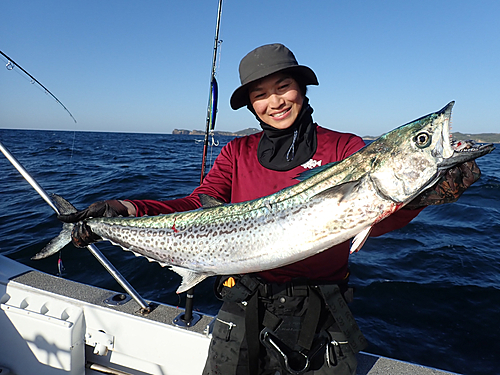 サワラの釣果