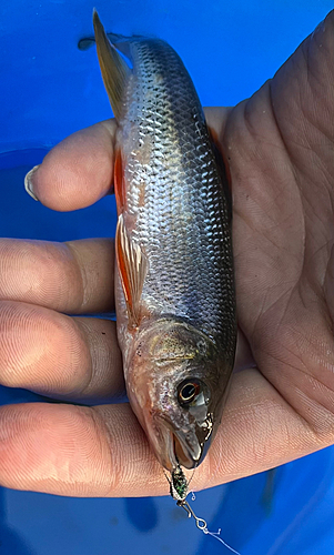 カワムツの釣果