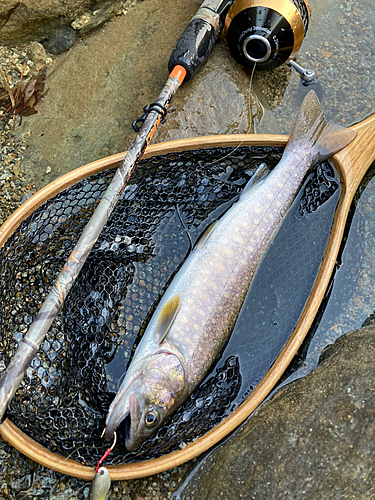 イワナの釣果