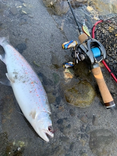 アマゴの釣果