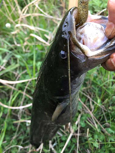 ナマズの釣果