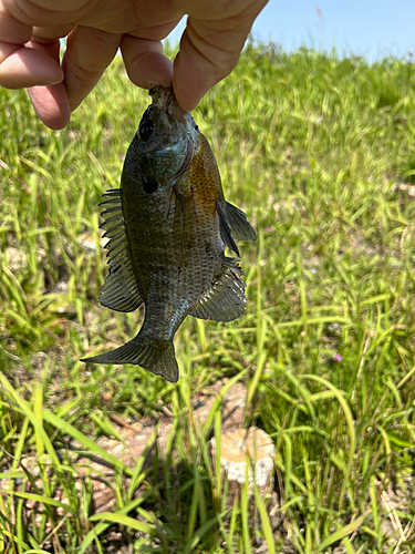 ブルーギルの釣果