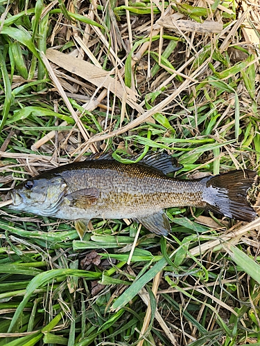 スモールマウスバスの釣果