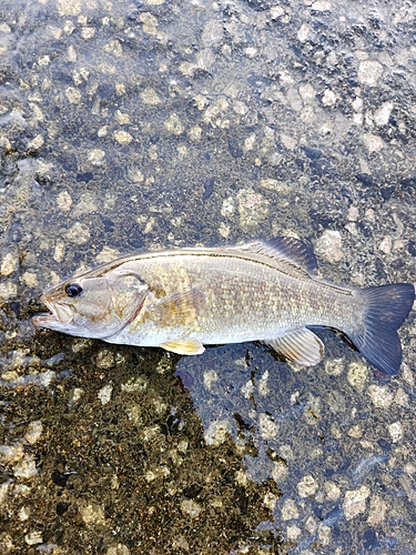 スモールマウスバスの釣果