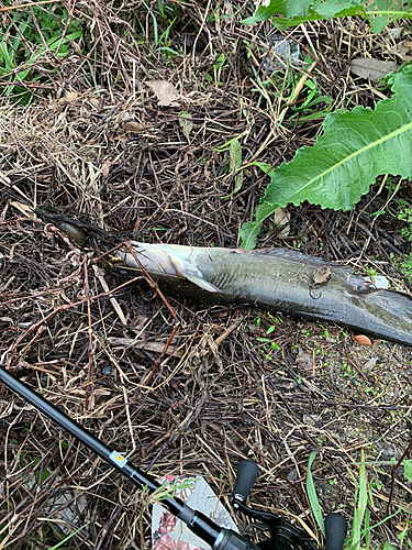 ナマズの釣果