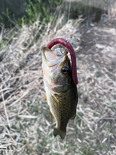 ラージマウスバスの釣果