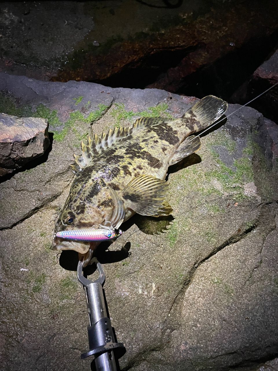 タケノコメバル