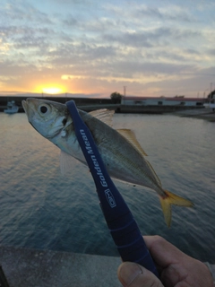 マアジの釣果