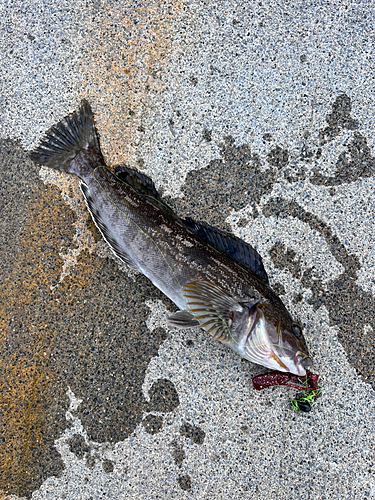 アイナメの釣果