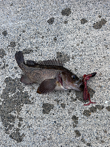 エゾメバルの釣果