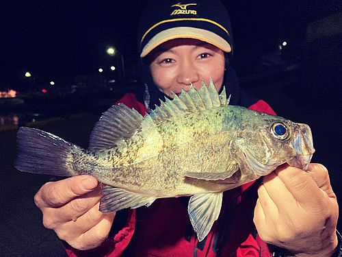 クロメバルの釣果