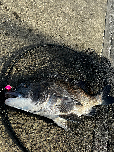 チヌの釣果