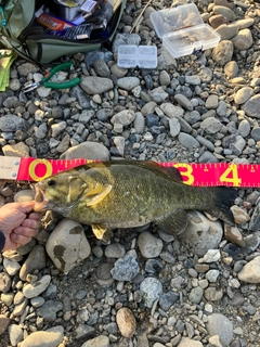 スモールマウスバスの釣果