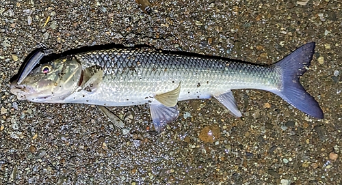 ニゴイの釣果