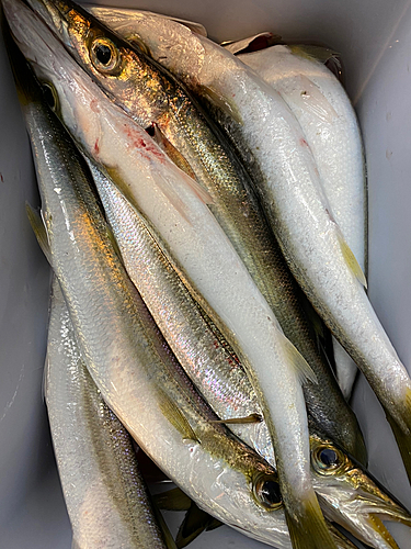 カマスの釣果