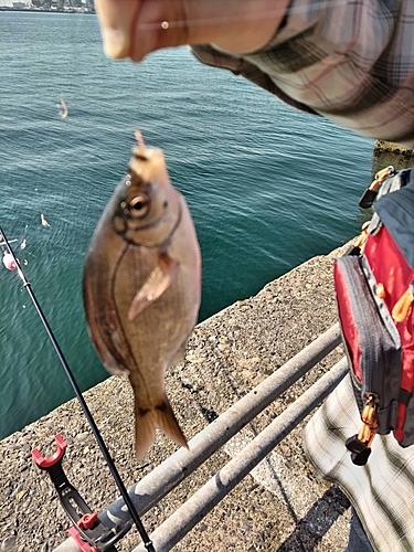 ウミタナゴの釣果