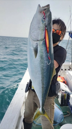 ブリの釣果