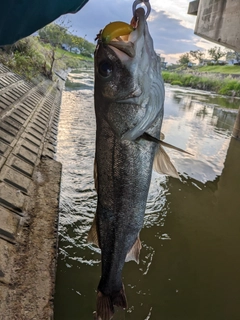 スズキの釣果