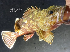 ガシラの釣果