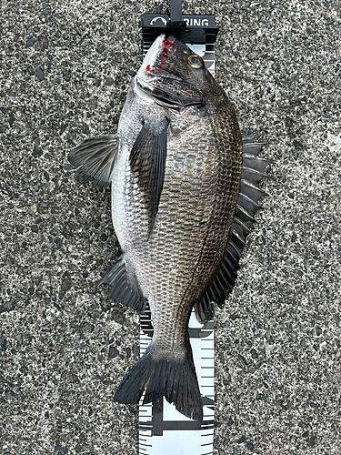 クロダイの釣果