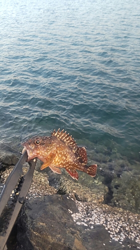 カサゴの釣果