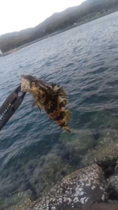 タケノコメバルの釣果