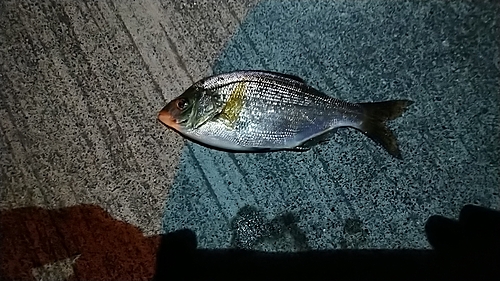 ウミタナゴの釣果