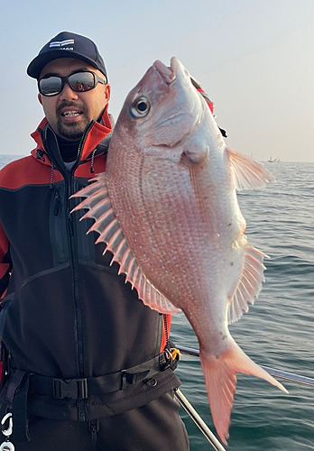 マダイの釣果