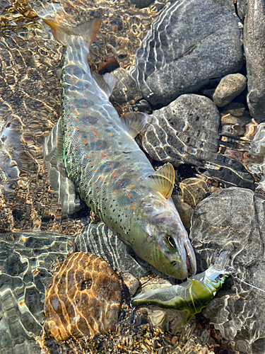 アマゴの釣果