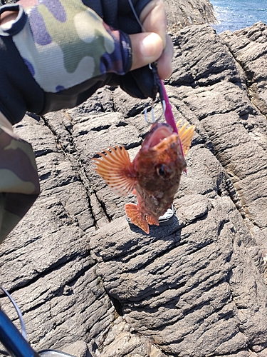 アラカブの釣果