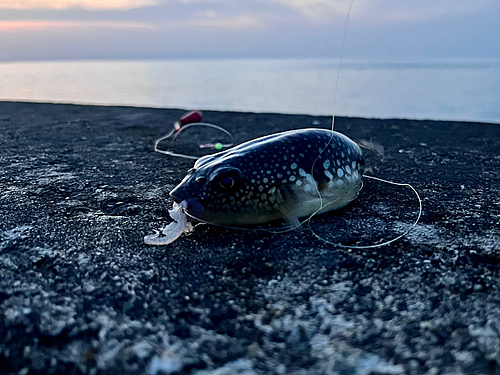 クサフグの釣果