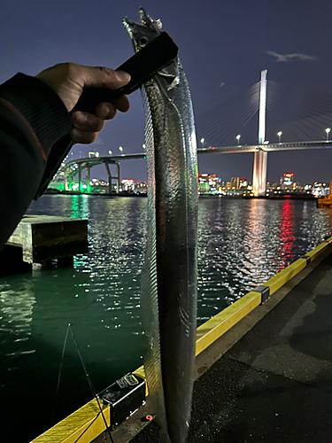 タチウオの釣果