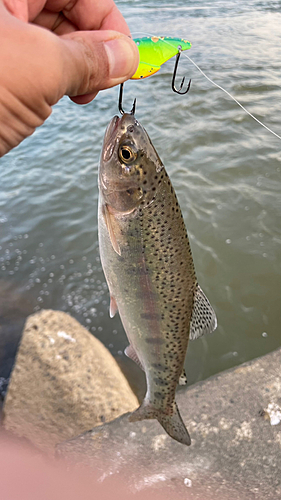 ヤマメの釣果