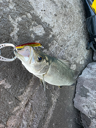 ヒラスズキの釣果