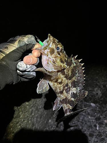 カサゴの釣果