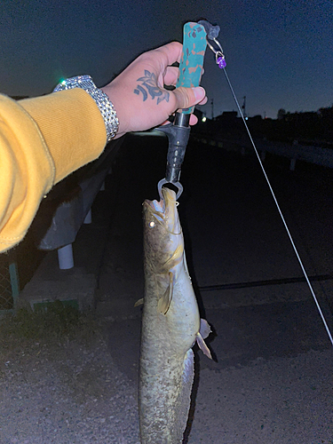 マナマズの釣果