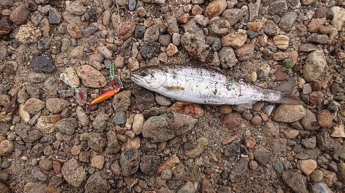 ヤマメの釣果