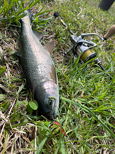 ニジマスの釣果