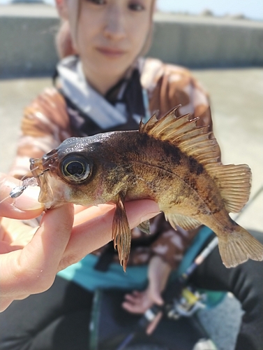 メバルの釣果