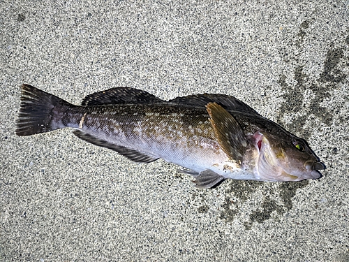 アイナメの釣果